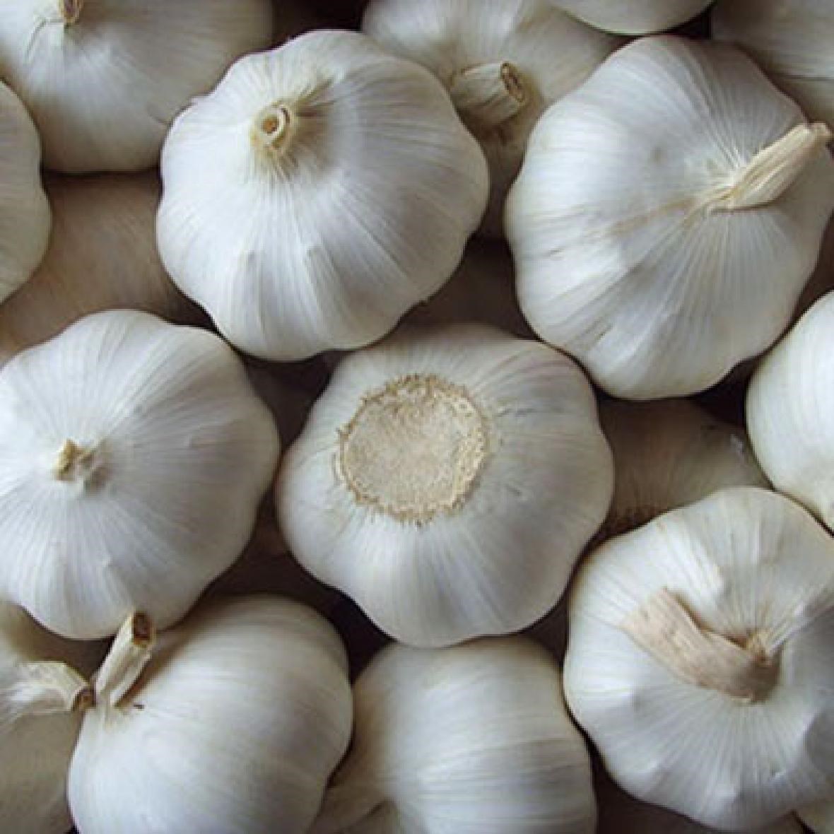 garlic